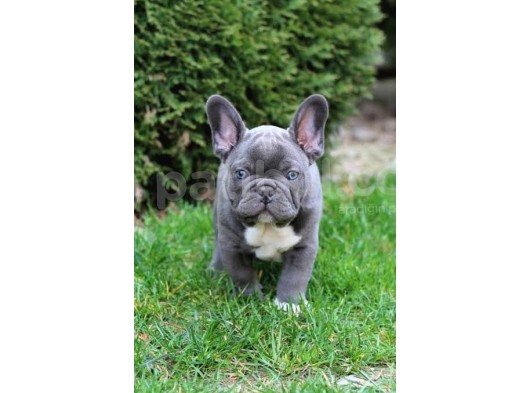 Egzoti̇k Blue French Bulldog Nadi̇r