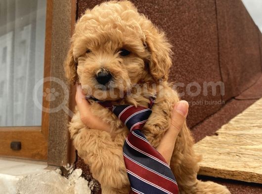 Ev Doğumlu Toypoodle Bebişlerimiz görsel