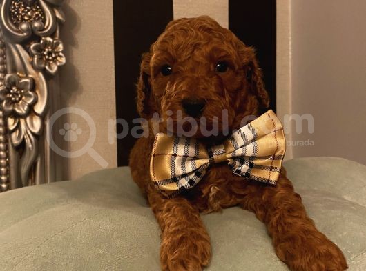 Ev Doğumlu Toypoodle Bebişlerimiz görsel
