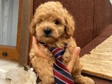 Sağlık Ve Ömür Boyu Irk Garantili Poodle Yavrularımız
