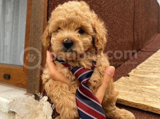 Sağlık Ve Ömür Boyu Irk Garantili Poodle Yavrularımız