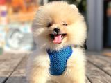 Teddy Face Boo Pomeranian Yavrular