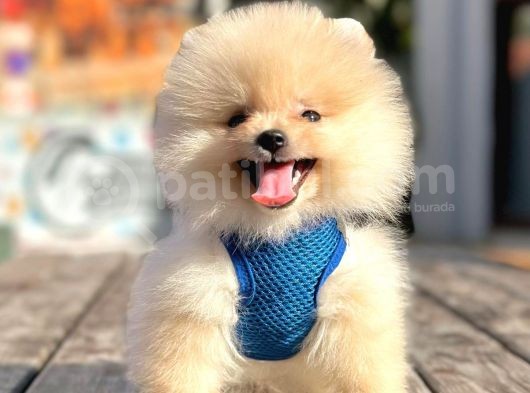 Teddy Face Boo Pomeranian Yavrular görsel