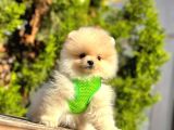 Ayıcık Surat Boo Pomeranian Yavrular