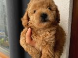 Sağlık Ve Ömür Boyu Irk Garantili Poodle Yavrularımız