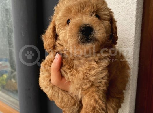 Sağlık Ve Ömür Boyu Irk Garantili Poodle Yavrularımız görsel