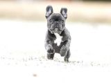 Egzoti̇k Blue French Bulldog Nadi̇r