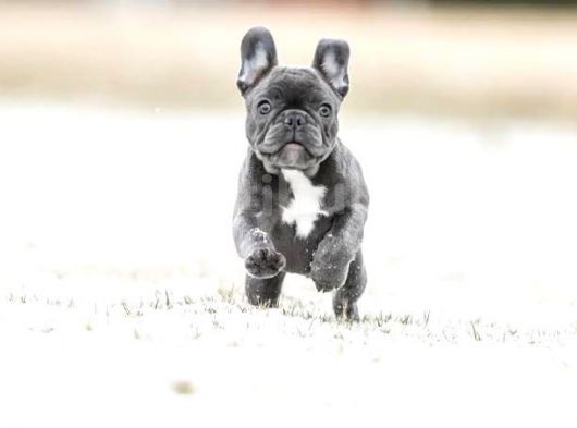 Egzoti̇k Blue French Bulldog Nadi̇r görsel