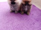 Teacup Pomeranian Bebeklerimiz