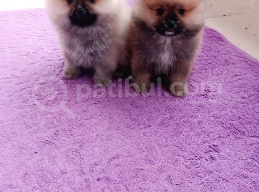 Teacup Pomeranian Bebeklerimiz görsel