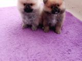 Teacup Pomeranian Bebeklerimiz