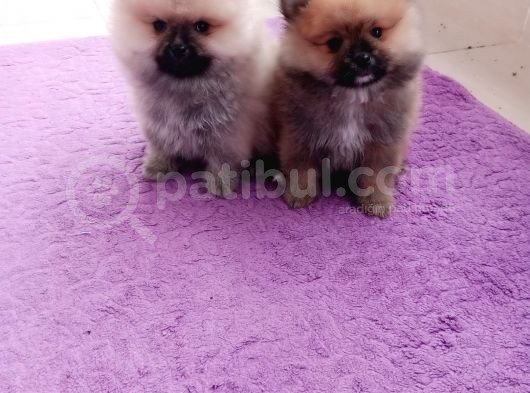 Teacup Pomeranian Bebeklerimiz görsel