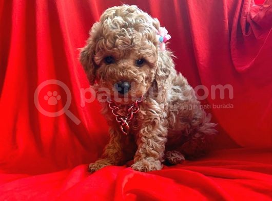 Orji̇nal Toy Poddle görsel