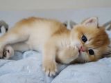British Shorthair Golden Ny12-Ny11 Açiklamayi Okuyun