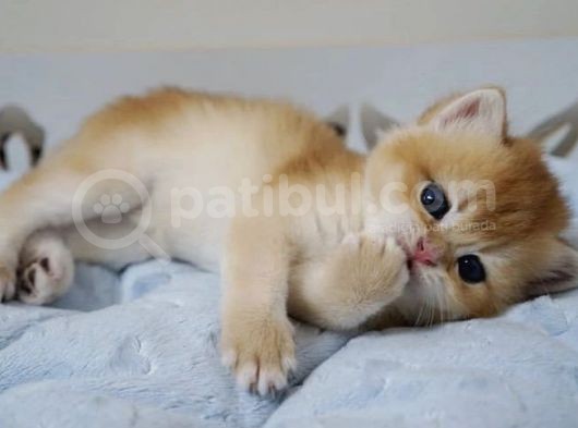 British Shorthair Golden Ny12-Ny11 Açiklamayi Okuyun görsel