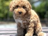 Show Kali̇te Poodle Yavrular
