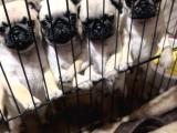Orjınal Pug Köpek