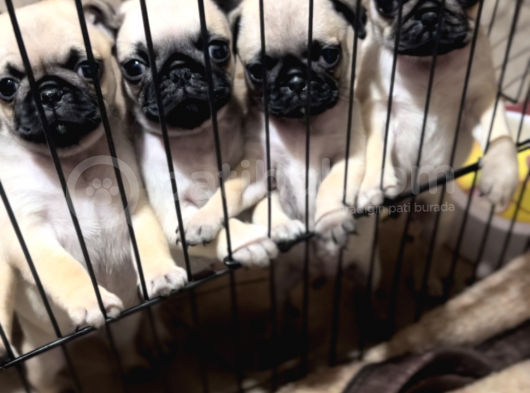 Orjınal Pug Köpek