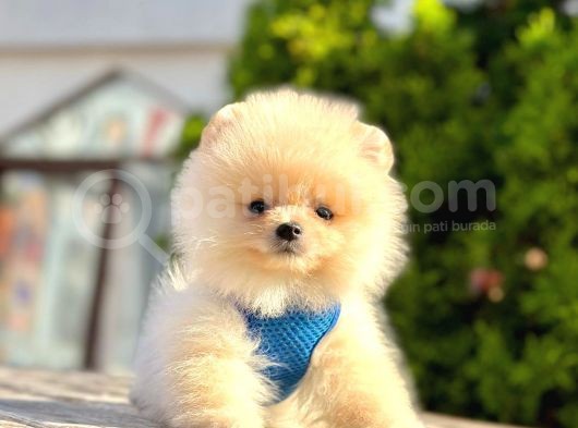 Teddy Face Boo Pomeranian Yavrular