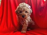 Orji̇nal Toy Poddle