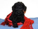 Si̇yah İnci̇ Toy Poodle Orji̇nal