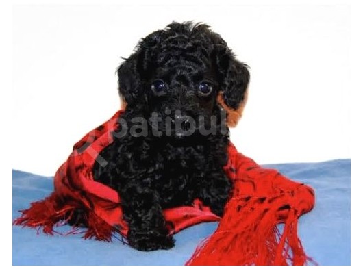 Si̇yah İnci̇ Toy Poodle Orji̇nal görsel