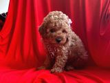 Orji̇nal Toy Poddle