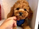 Red -Apricot Toy Poodle Yavrular