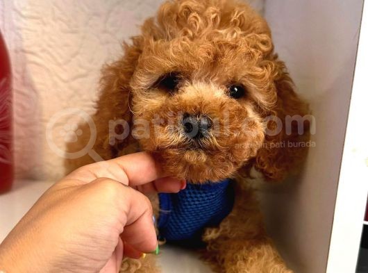 Red -Apricot Toy Poodle Yavrular görsel