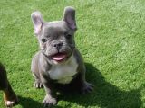 Egzoti̇k Blue French Bulldog Nadi̇r