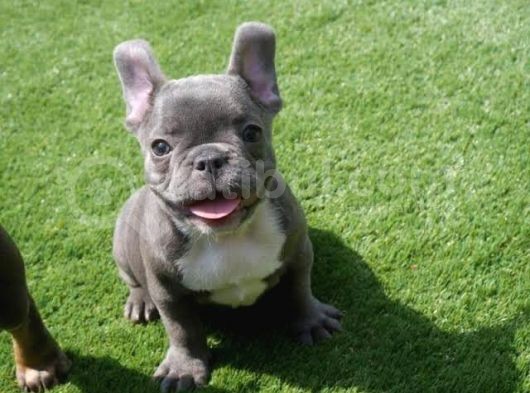 Egzoti̇k Blue French Bulldog Nadi̇r görsel