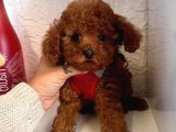 Red Brown Toy Poodle Yavrular