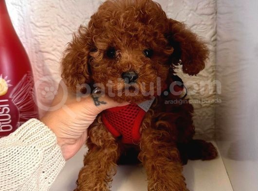 Red Brown Toy Poodle Yavrular görsel