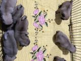 Orjınal Pug Köpek