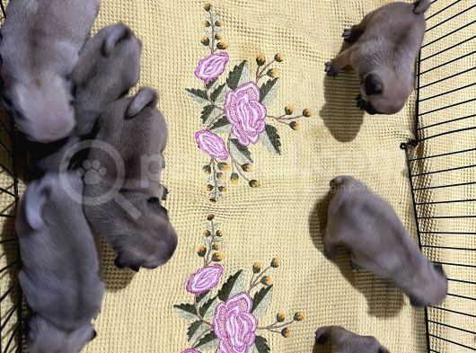 Orjınal Pug Köpek görsel