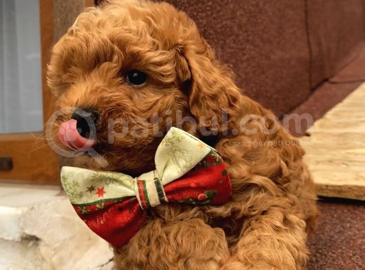 Sağlık Ve Ömür Boyu Irk Garantili Poodle Yavrularımız görsel