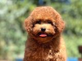 Bebek Surat Toy Poodle Yavrular