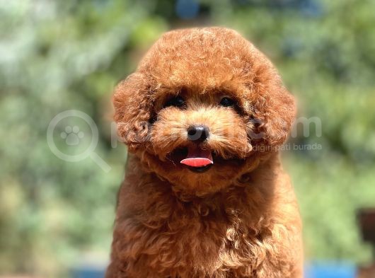 Bebek Surat Toy Poodle Yavrular