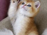 British Shorthair Golden Ny12-Ny11 Açiklamayi Okuyun