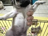 Orjınal Pug Köpek
