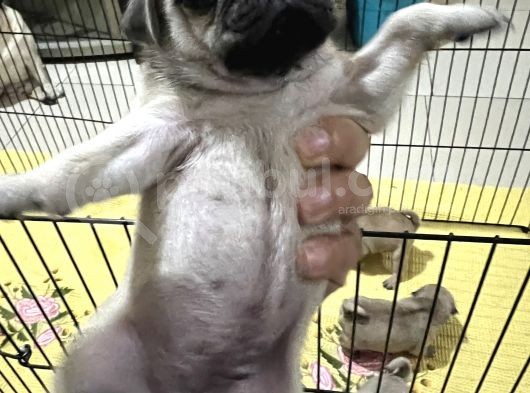 Orjınal Pug Köpek görsel
