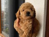 Aşılı Pasaportlu Toypoodle Bebeklerimiz