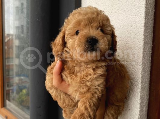 Aşılı Pasaportlu Toypoodle Bebeklerimiz görsel