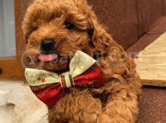 Ev Doğumlu Toypoodle Bebişlerimiz
