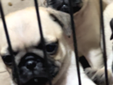 Orjınal Pug Köpek