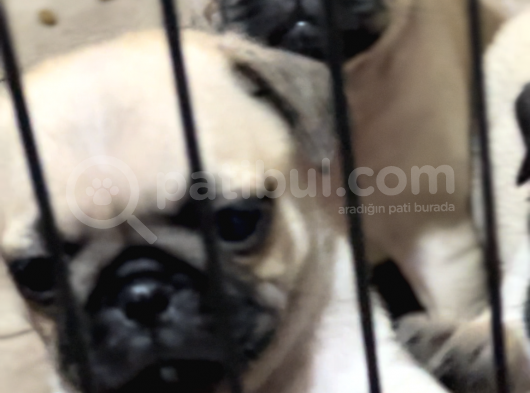 Orjınal Pug Köpek görsel