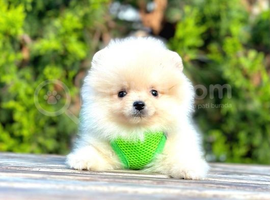 Ayıcık Surat Boo Pomeranian Yavrular görsel