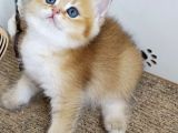 British Shorthair Golden Ny12-Ny11 Açiklamayi Okuyun