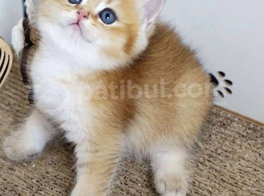 British Shorthair Golden Ny12-Ny11 Açiklamayi Okuyun görsel
