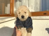 Pet Eğitimli Toypoodle Bebeklerimiz